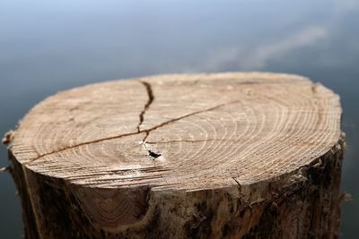 Close-up of tree stump