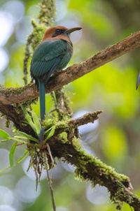 Close-up of bird perching on branch