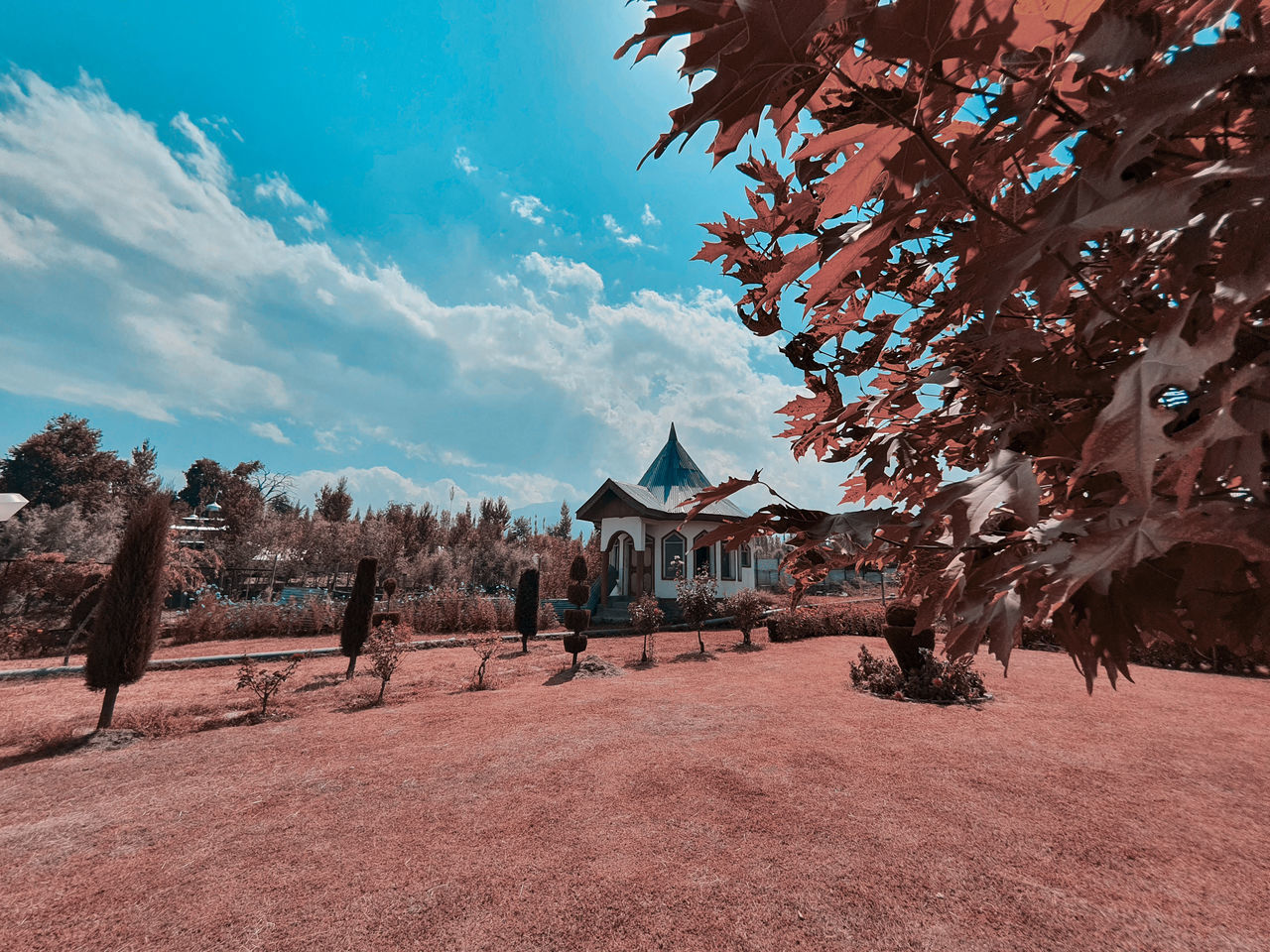 TREES ON FIELD AGAINST SKY