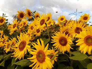 Close-up of yellow flowering plants on field against sky