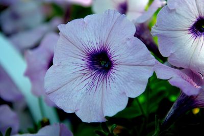 Close-up of purple flower blooming outdoors