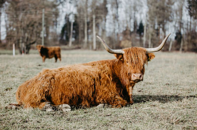 Scottish highland cattle laying on the ground on a field