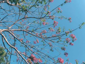 Low angle view of cherry blossoms against blue sky