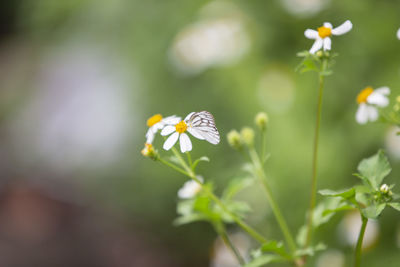 Close-up of butterfly pollinating on white flowering plant