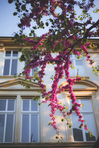 Low angle view of pink flowering tree by building