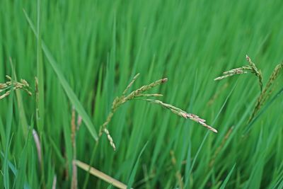 Close-up of crops growing on field