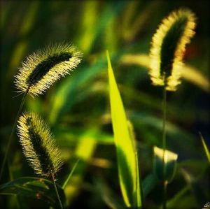 Close-up of dandelion growing in field