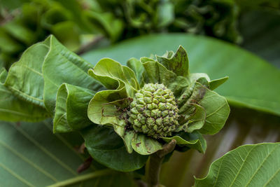 Close-up of fresh green leaves