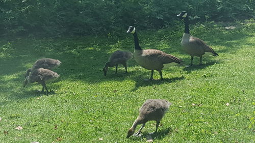 Ducks on field