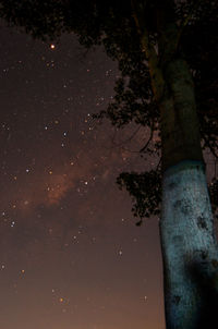 Low angle view of trees against sky at night