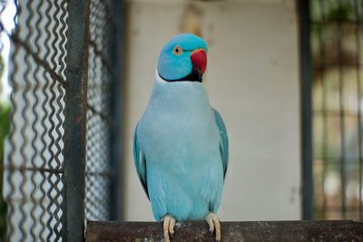 Close-up of parrot perching on wood