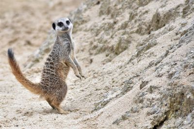 Full length of meerkat standing on rock