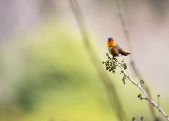 Close-up of bird perching on plant