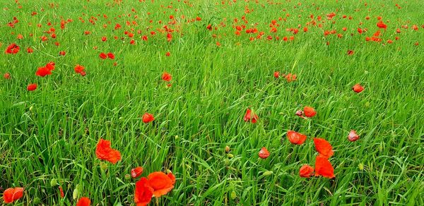 Close-up of red poppy flowers on field