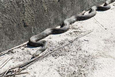 Tilt image of concrete at zoo