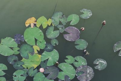 High angle view of lotus leaves floating on lake