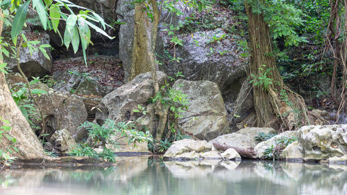 Scenic view of lake in forest