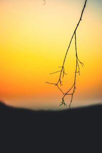 Close-up of silhouette plant against orange sky