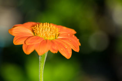 Close-up of orange flower