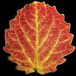 Close-up view of leaf against black background