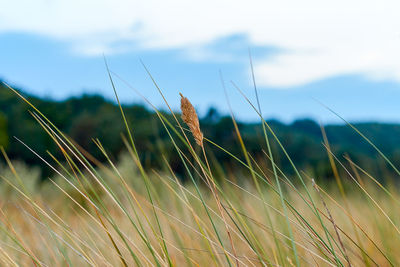 A blade of grass with ear of grain in the dunes at the german baltic sea