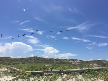 Bird flying over blue sky