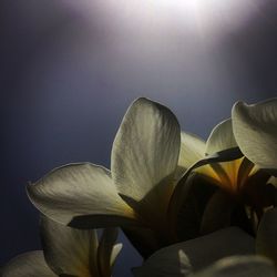 Close-up of flowers blooming outdoors