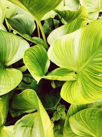 Close-up of green leaves