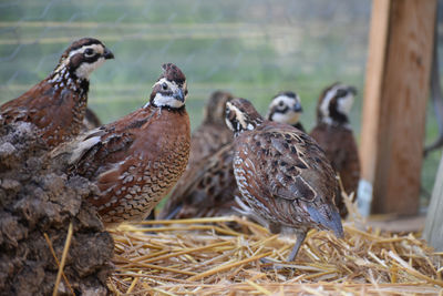 Close-up of birds perching