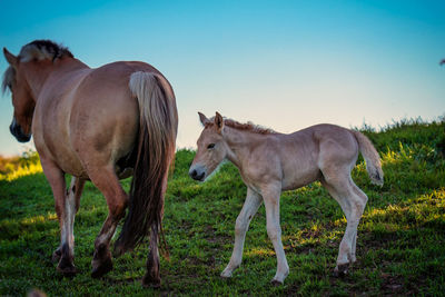 Horses walking on field against clear sky