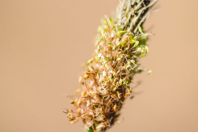 Close-up of plant against white background