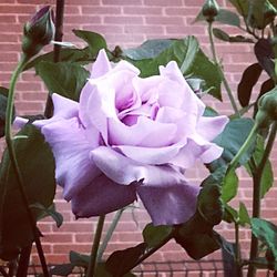 Close-up of purple flowers blooming outdoors