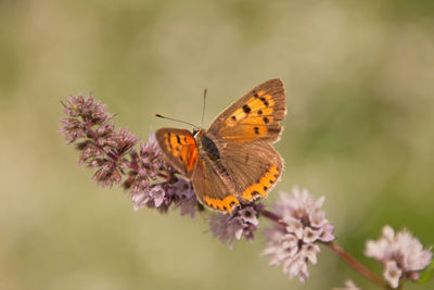 Close-up of butterfly pollinating on flower