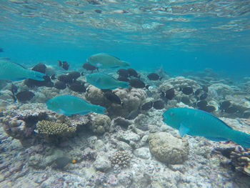 Fish swimming in sea