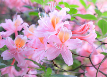 Close-up of pink flowers