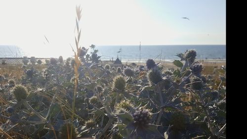 Close-up of plants growing on field by sea against sky