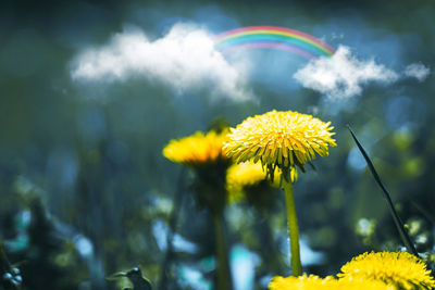 Close-up of yellow flower against blurred background