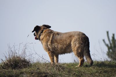Side view of a horse on field