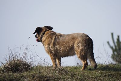 Side view of a dog on field