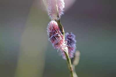 Macro from red catkin willow