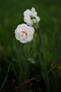 Close-up of white flowering plant
