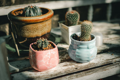 Close-up of succulent plant on table