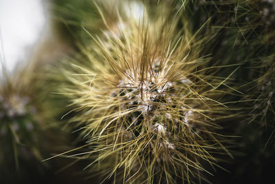 Close-up of dandelion on field