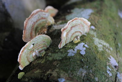 Close-up of mushroom growing on tree trunk