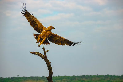 Low angle view of eagle flying against sky