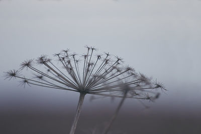 Close-up of dandelion against sky