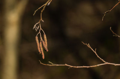 Close-up of plant growing outdoors