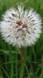 Close-up of dandelion blooming outdoors