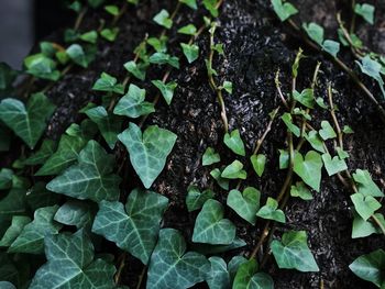 High angle view of green leaves