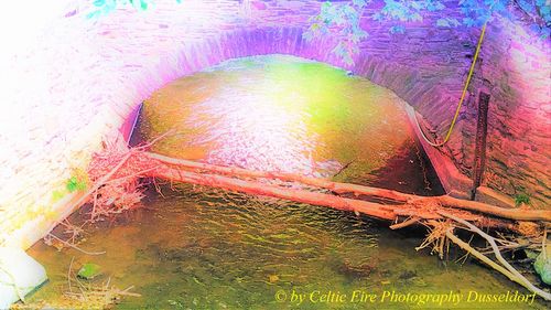 High angle view of multi colored water on plant